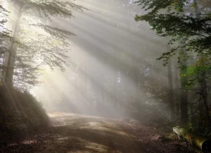 Light shining through the trees on a dirt road.
